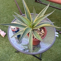 値下げ　アガベ　ベネズエラ 11 植物　ドライガーデン　観葉植物の画像