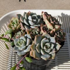 多肉植物寄せ植えの画像