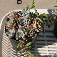 多肉植物寄せ植えの画像