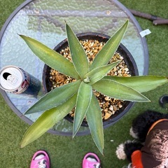 値下げ　アガベ　アメリカーナ① 植物　ドライガーデン　観葉植物の画像