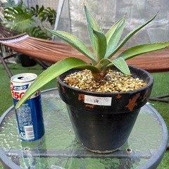 値下げ　アガベ　アメリカーナ① 植物　ドライガーデン　観葉植物の画像