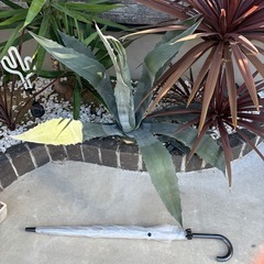 値下げ　アガベ　アメリカーナ① 植物　ドライガーデン　観葉植物の画像