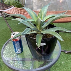 値下げ　アガベ　アメリカーナ　② ドライガーデン　植物　観葉植物