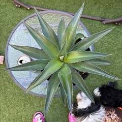 値下げ　アガベ　アメリカーナ　② ドライガーデン　植物　観葉植物の画像