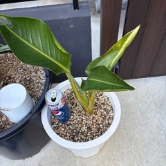 ストレリチア　オーガスタの画像