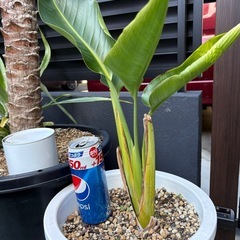 ストレリチア　オーガスタの画像