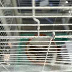 鳥、モモンガその他　かご付属品全てお譲りしますの画像