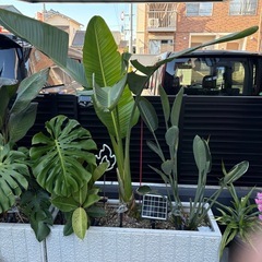 ストレリチア　オーガスタの画像