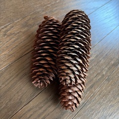 クリスマスオーナメント　ドイツトウヒ　の画像