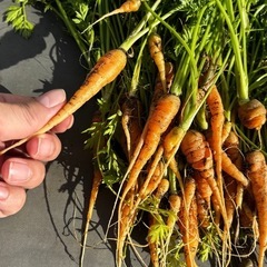 小動物用にんじんの画像