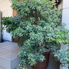 班入りアセビ？の画像