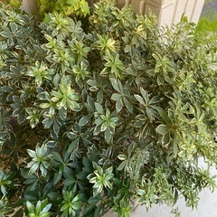 班入りアセビ？の画像