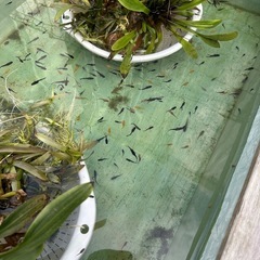 メダカ【ミックス】幼魚〜若魚　３０匹　(２０匹１０００円もOKです)の画像