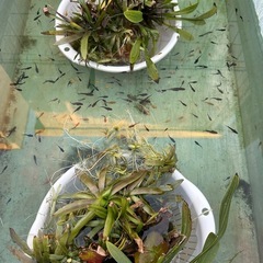 メダカ【ミックス】幼魚〜若魚　３０匹　(２０匹１０００円もOKです)の画像
