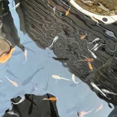 メダカ【ミックス】幼魚〜若魚　３０匹　(２０匹１０００円もOKです)の画像