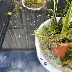 メダカ【ミックス】幼魚〜若魚　３０匹　(２０匹１０００円もOKです)の画像