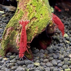 レッドチェリーシュリンプ　Sランクの画像