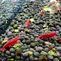 レッドチェリーシュリンプ　Sランクの画像