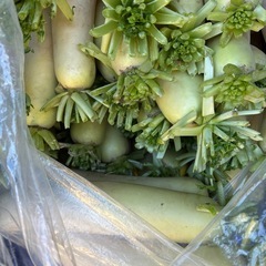 【募集中】大根 6本 ⑤の画像