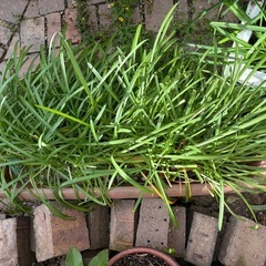 ミニアガパンサス差し上げます！の画像