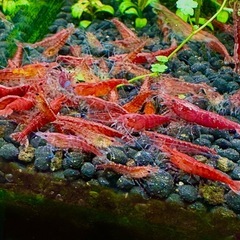 レッドチェリーシュリンプ　Aランクの画像