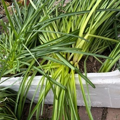 彼岸花差し上げますの画像