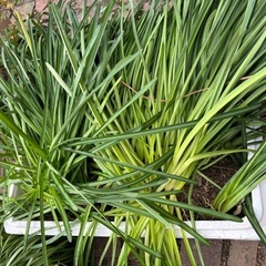 彼岸花差し上げますの画像