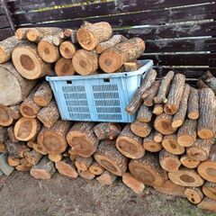 切ったばかりの楠と杉　の画像