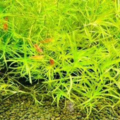 水草　ナヤス　10本の画像