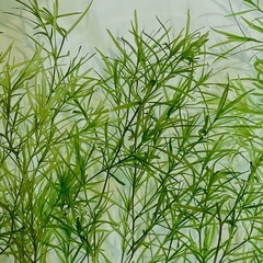 水草　ナヤス　10本の画像