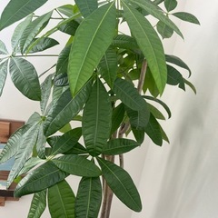 パキラ【2メートルくらい】の画像