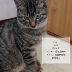 膝乗りポワポワ子猫4兄妹