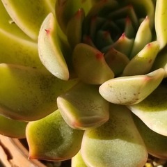 多肉植物　13　形　綺麗です☆の画像