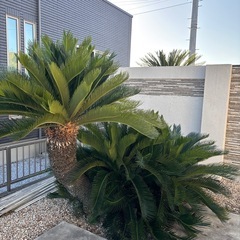 ソテツ ヤシ【12月まで】の画像