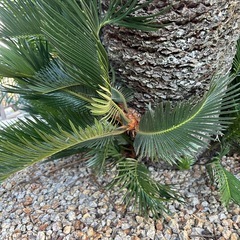 ソテツ ヤシ【12月まで】の画像