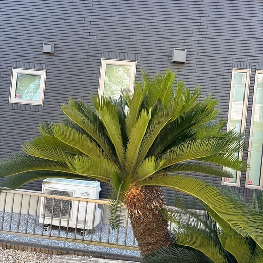 ソテツ ヤシ②