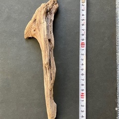 ❽アクアリウム・流木の画像