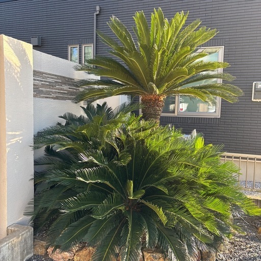 ソテツ ヤシ①