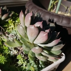 多肉植物　14　ピンクステラの画像