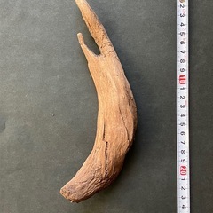 アクアリウム・流木の画像