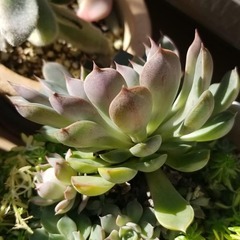 多肉植物　14　ピンクステラの画像