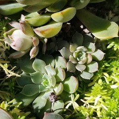 多肉植物　14　ピンクステラの画像