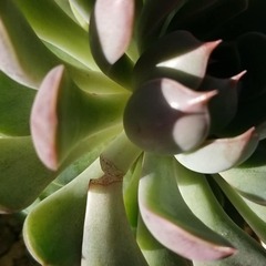 多肉植物　14　ピンクステラの画像