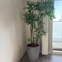 フェイクグリーンの画像