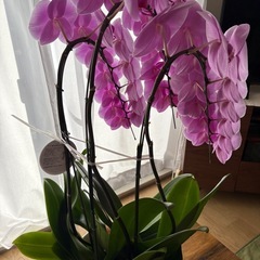 ［お取引中］胡蝶蘭　
の画像