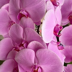 ［お取引中］胡蝶蘭　
の画像