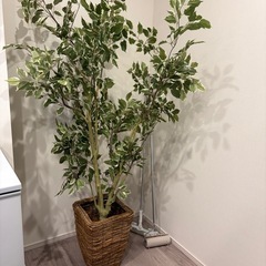 フェイクグリーンの画像