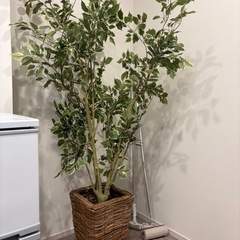 フェイクグリーンの画像