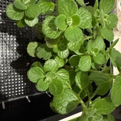 観葉植物　多肉植物　ハーブ　アロマティカスの画像