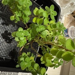 観葉植物　多肉植物　ハーブ　アロマティカスの画像